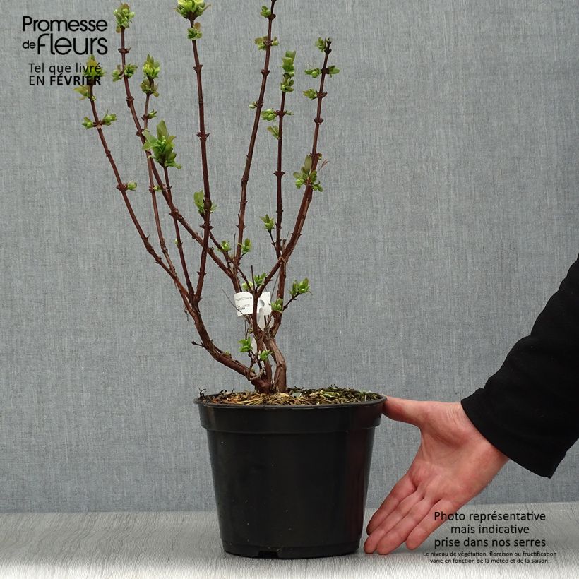 Lonicera caerulea Boreal Beauty - Honeyberry 3L/4L pot sample as delivered in winter