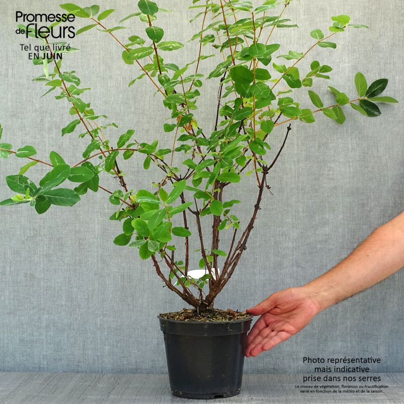 Lonicera caerulea Strawberry Sensation - Honeyberry 3L/4L pot sample as delivered in summer