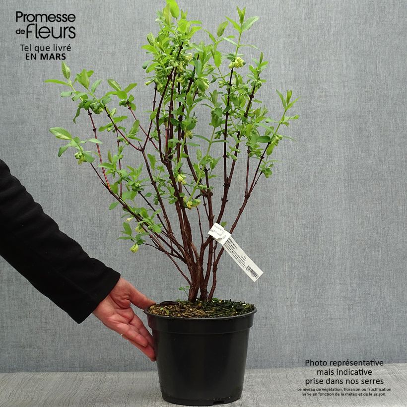 Lonicera caerulea Strawberry Sensation - Camérisier bleu  sample as delivered in spring