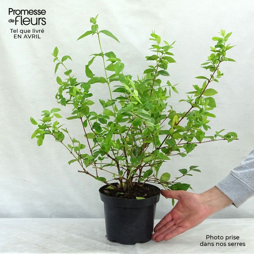 Lonicera fragrantissima - Winter Honeysuckle 2L/3L pot sample as delivered in spring