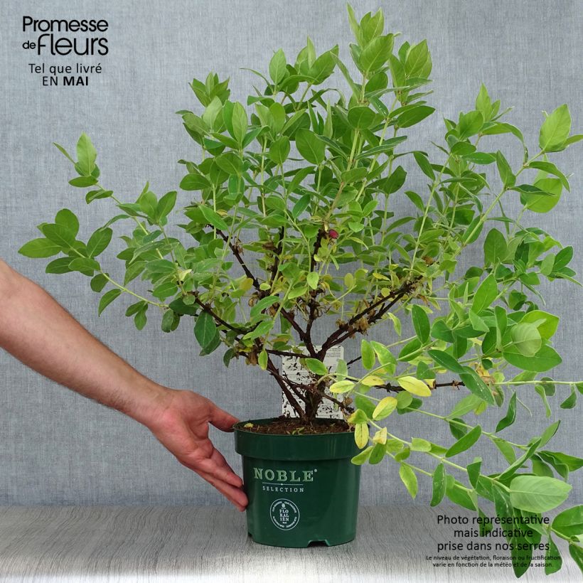 Lonicera caerulea var. kamtschatica Blue Velvet - May Berry 1.5L/2L pot, Bush sample as delivered in spring