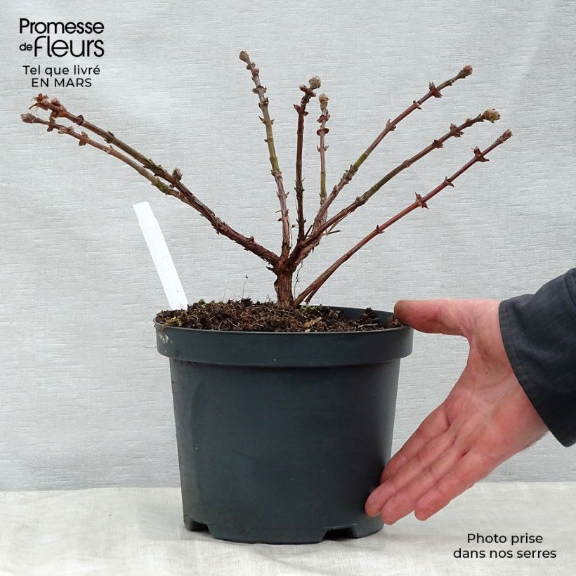 Lonicera caerulea kamtschatica Duet - Honeyberry 1.5L/2L pot, Bush sample as delivered in spring