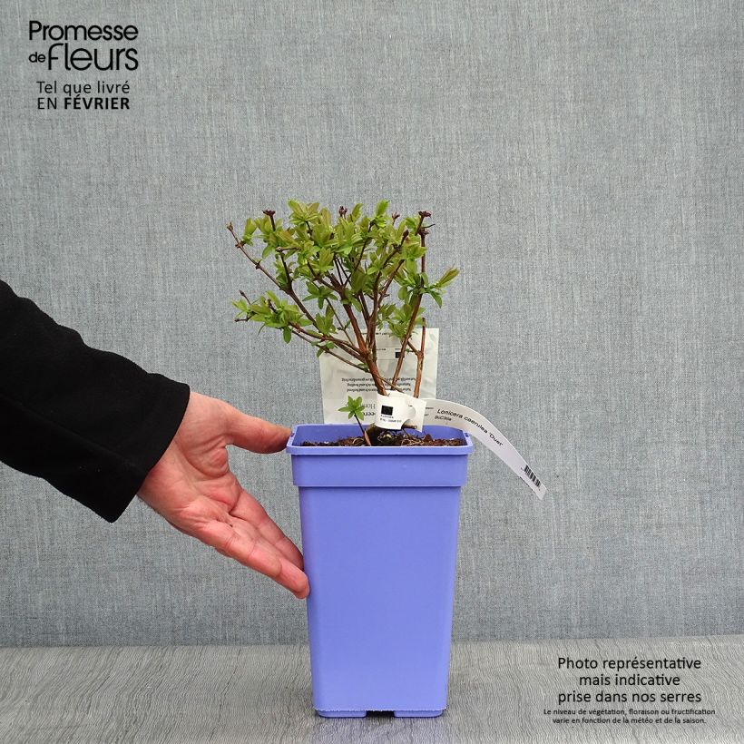 Lonicera caerulea kamtschatica Duet - Honeyberry 1.5L/2L pot, Bush sample as delivered in winter