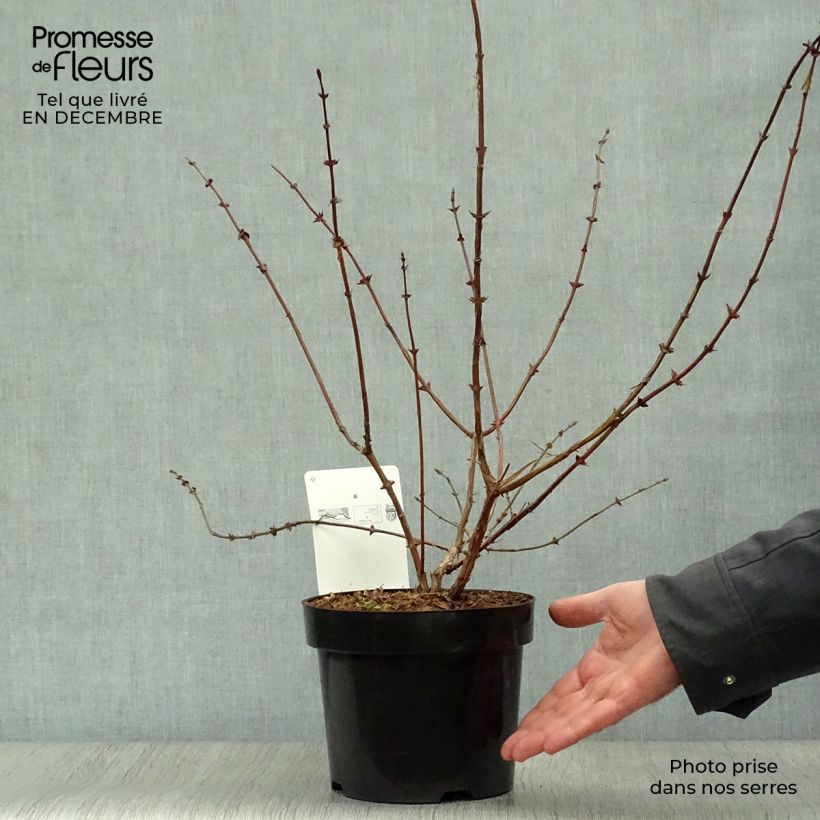 Lonicera kamtschatica Eisbär - Honeyberry 1.5L/2L pot sample as delivered in winter