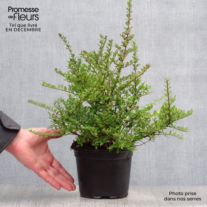 Lonicera nitida Elegant - Box Honeysuckle 1L/1.5L pot sample as delivered in winter