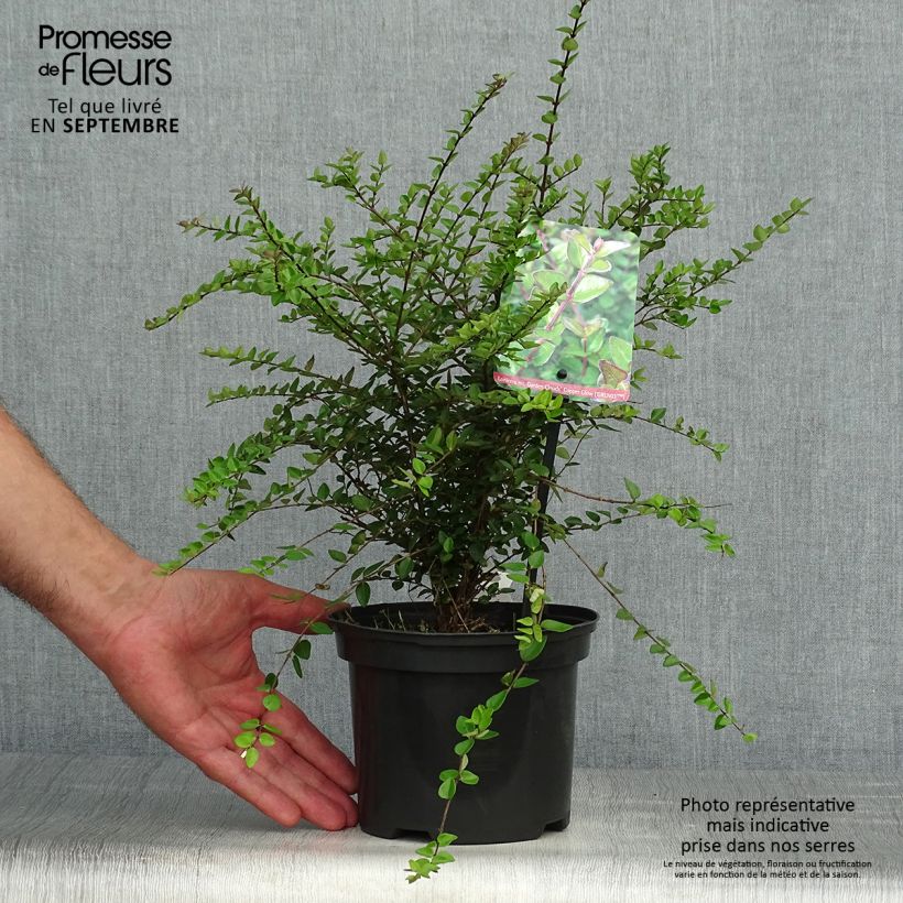 Lonicera nitida Garden Clouds Copper Glow - Box Honeysuckle 2L/3L pot sample as delivered in autumn