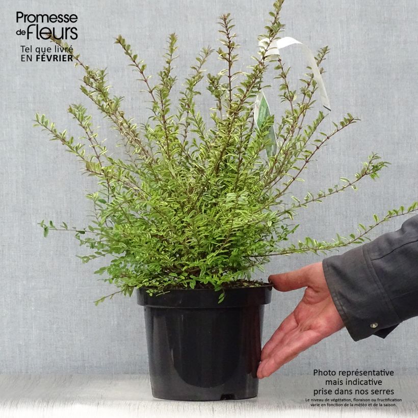 Lonicera nitida Lemon Beauty - Box Honeysuckle 2L/3L pot sample as delivered in winter