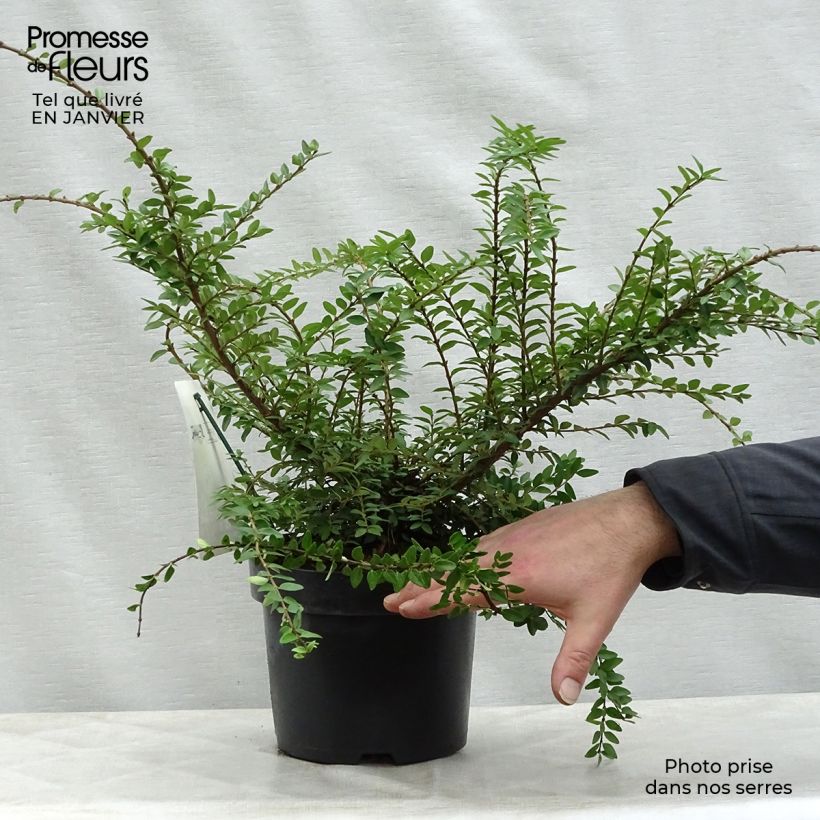 Lonicera nitida Maigrun - Shrubby Honeysuckle - Box Honeysuckle 1L/1.5L pot sample as delivered in winter