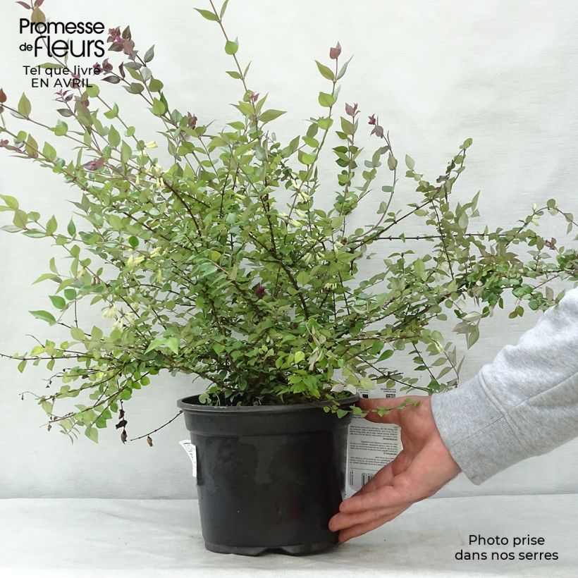 Lonicera nitida Red Tips - Box Honeysuckle 2L/3L pot sample as delivered in spring