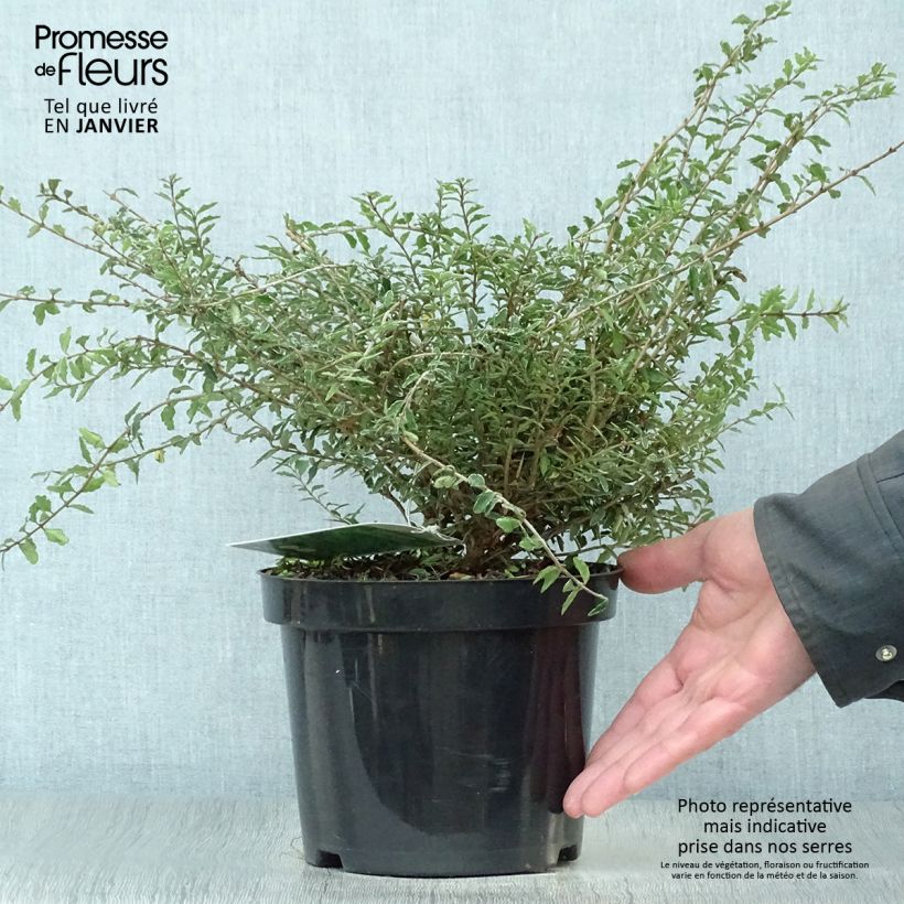 Lonicera nitida Silver Beauty - Box Honeysuckle 2L/3L pot sample as delivered in winter