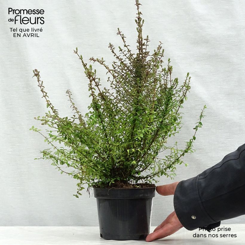 Lonicera nitida - Box Honeysuckle 1L/1.5L pot sample as delivered in spring