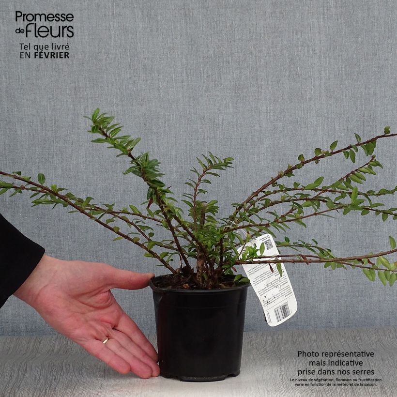 Lonicera pileata - Box Honeysuckle 1L/1.5L pot sample as delivered in winter