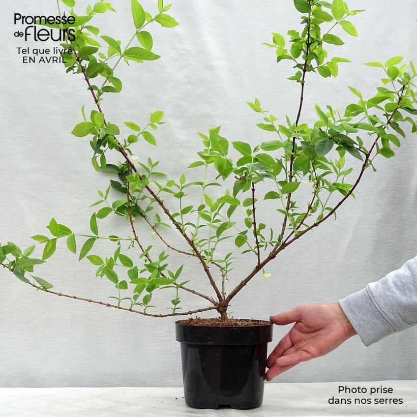 Lonicera x purpusii Winter Beauty 2L/3L pot sample as delivered in spring