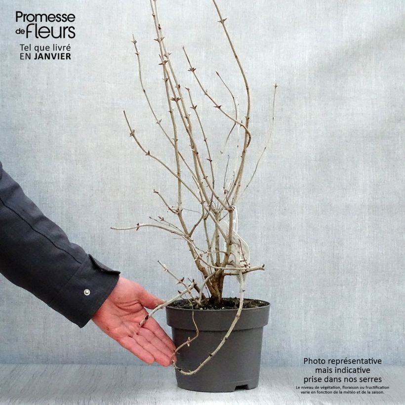 Lonicera tatarica - Tatarian Honeysuckle 2L/3L pot sample as delivered in winter