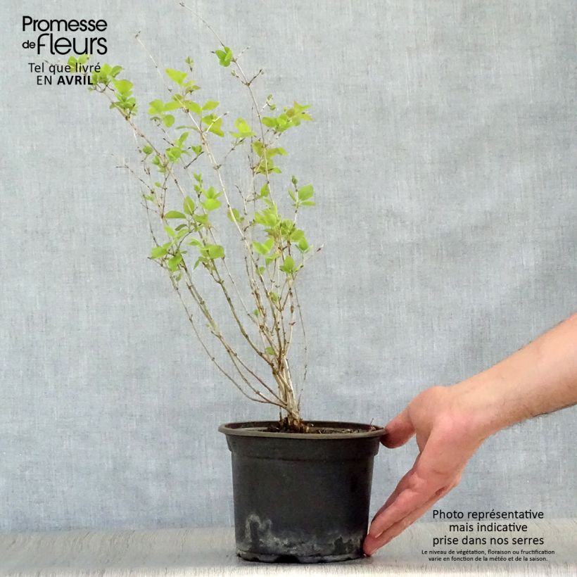 Lonicera tatarica - Tatarian Honeysuckle 2L/3L pot sample as delivered in spring