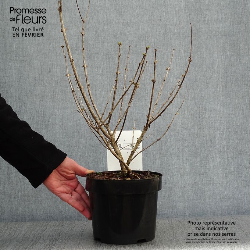 Lonicera tatarica Hacks Red - Tatarian Honeysuckle 3L/4L pot sample as delivered in winter