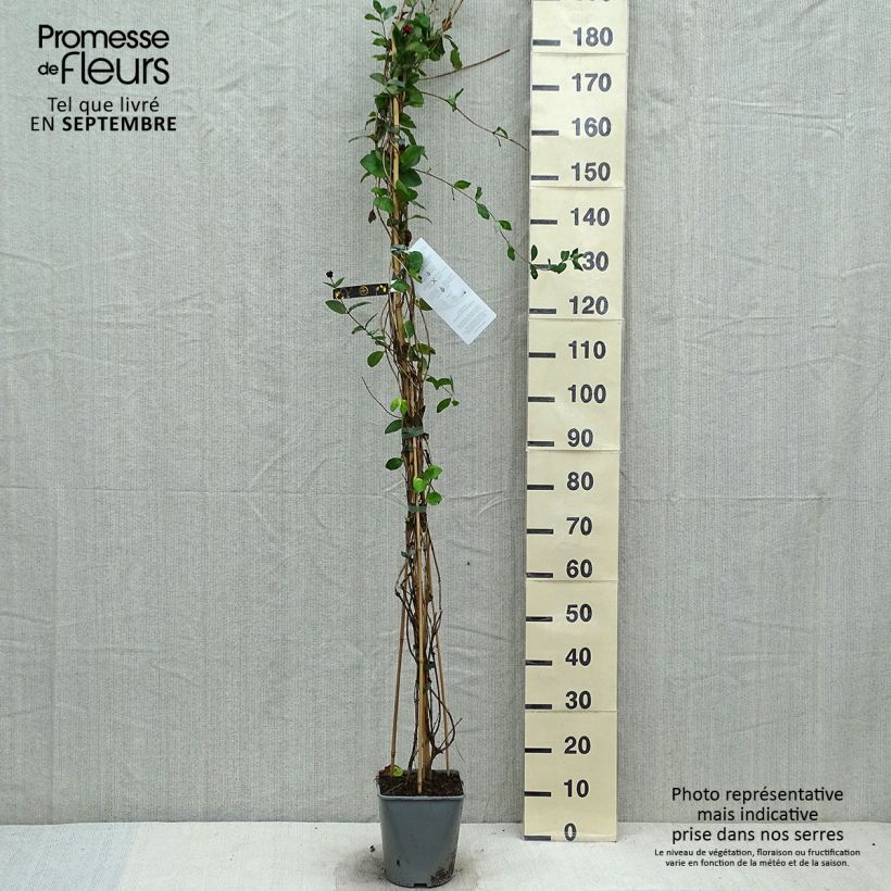 Lonicera x heckrottii  3L/4L pot sample as delivered in autumn