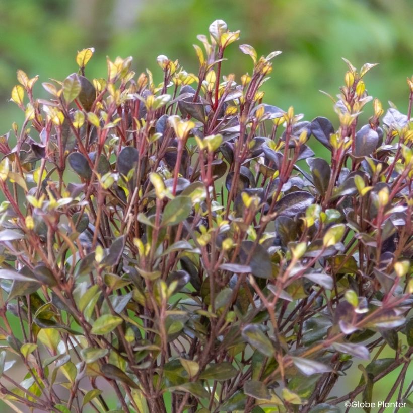 Lophomyrtus x ralphii Black Stallion (Foliage)