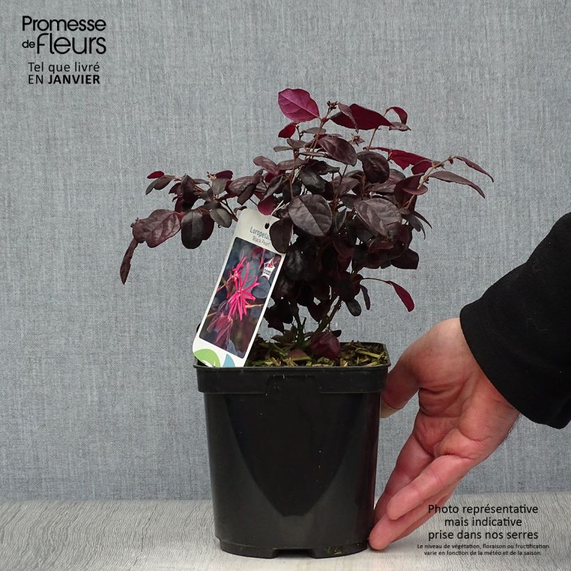 Loropetalum chinense Black Pearl - Chinese Witch Hazel 1.5L/2L pot sample as delivered in winter