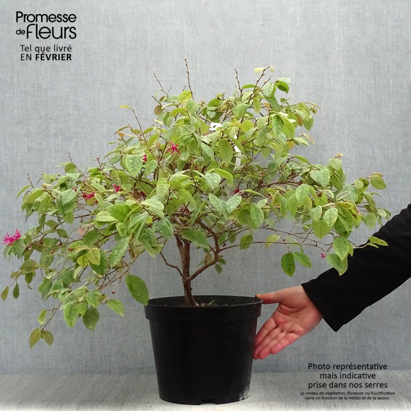 Loropetalum chinense Ming Dynasty - Chinese Witch Hazel 6L/7L pot sample as delivered in winter