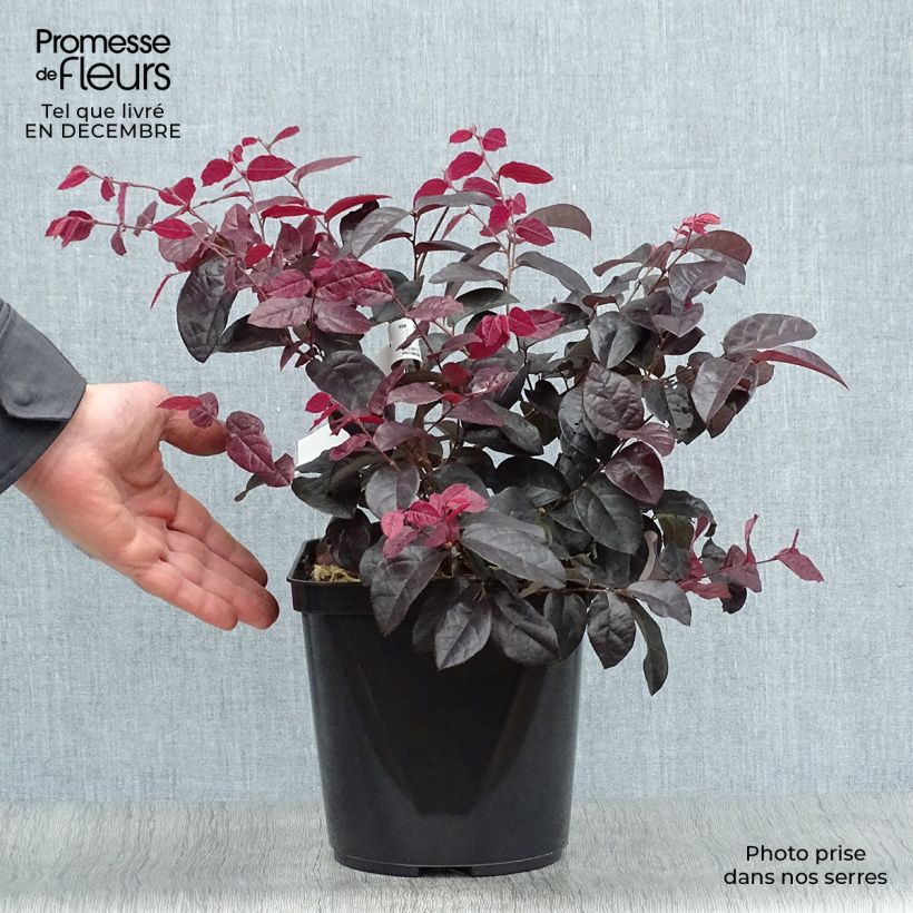 Loropetalum chinense var. rubrum Pipas Red - Chinese Witch Hazel 2L/3L pot sample as delivered in winter