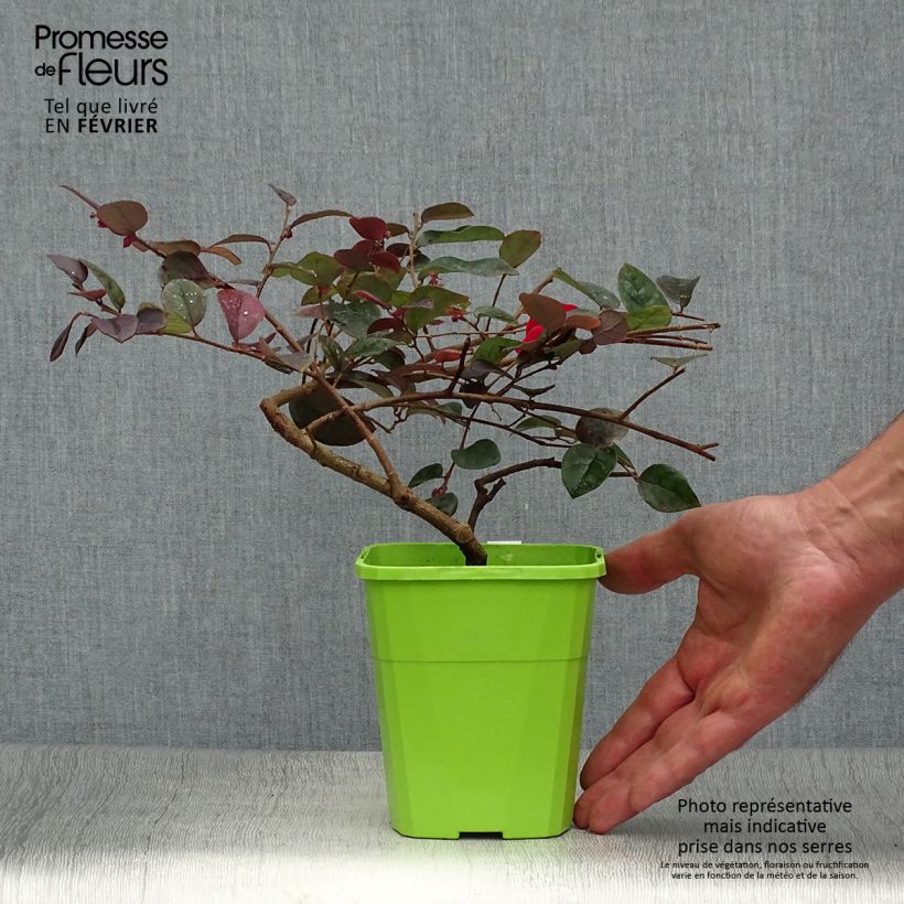 Loropetalum chinense var. rubrum Plum Gorgeous - Chinese Witch Hazel 2L/3L pot sample as delivered in autumn