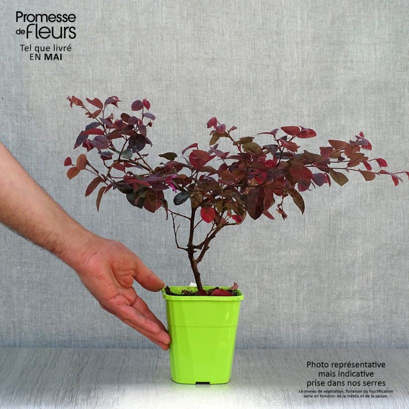 Loropetalum chinense var. rubrum Plum Gorgeous - Chinese Witch Hazel 2L/3L pot sample as delivered in spring