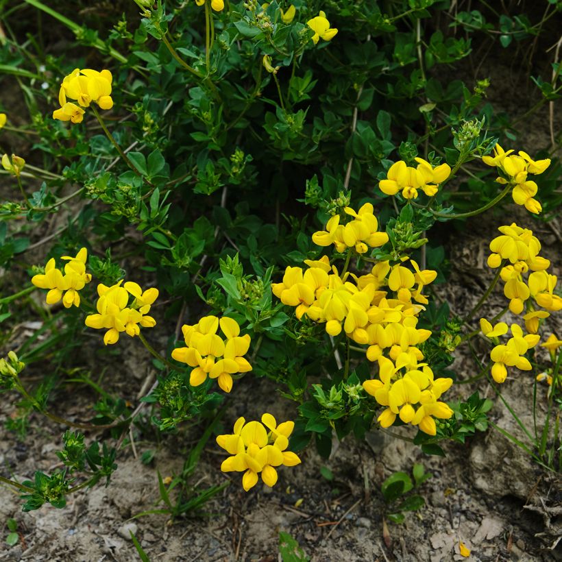 Lotus corniculatus - Bird's foot trefoil (Plant habit)