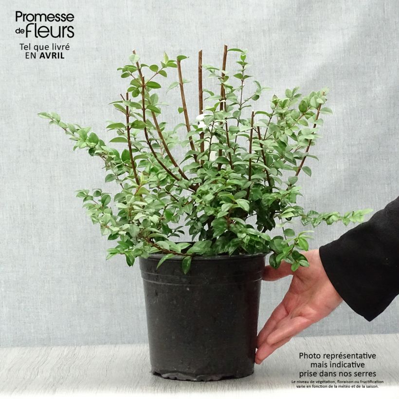 Luma chequen 4L/5L pot sample as delivered in spring