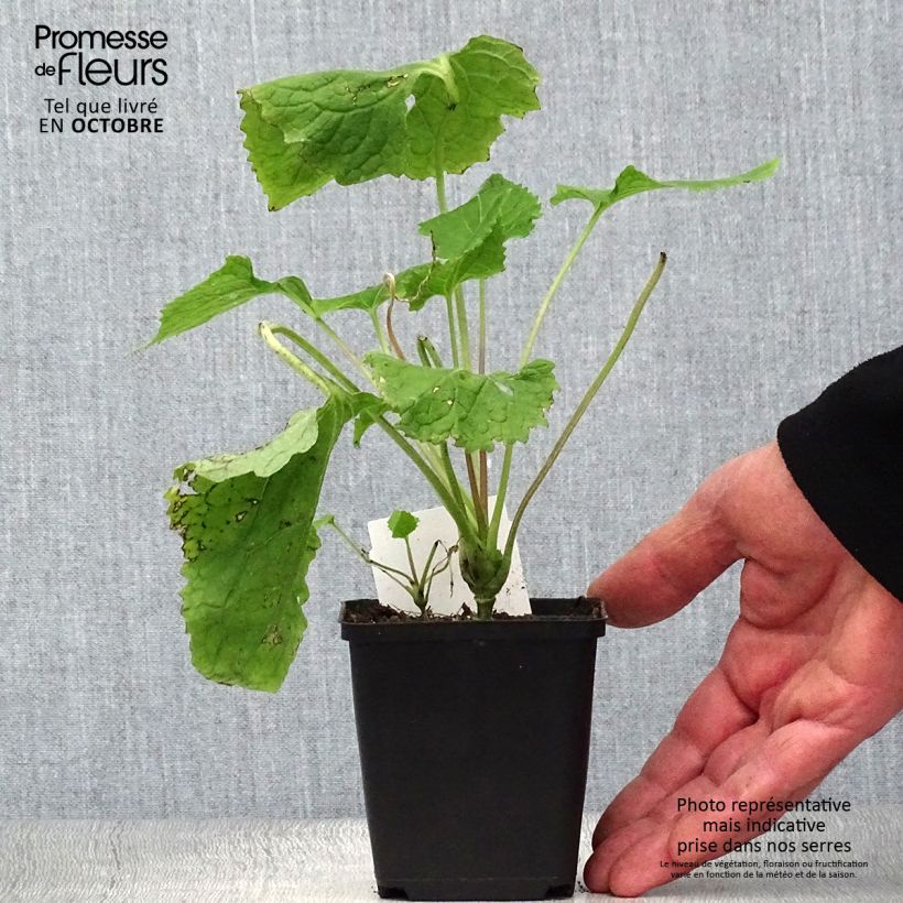 Lunaria rediviva 8/9 cm pot sample as delivered in autumn