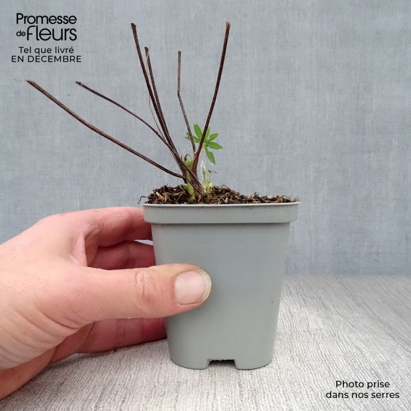 Lupinus Gallery Blue 8/9 cm pot sample as delivered in winter