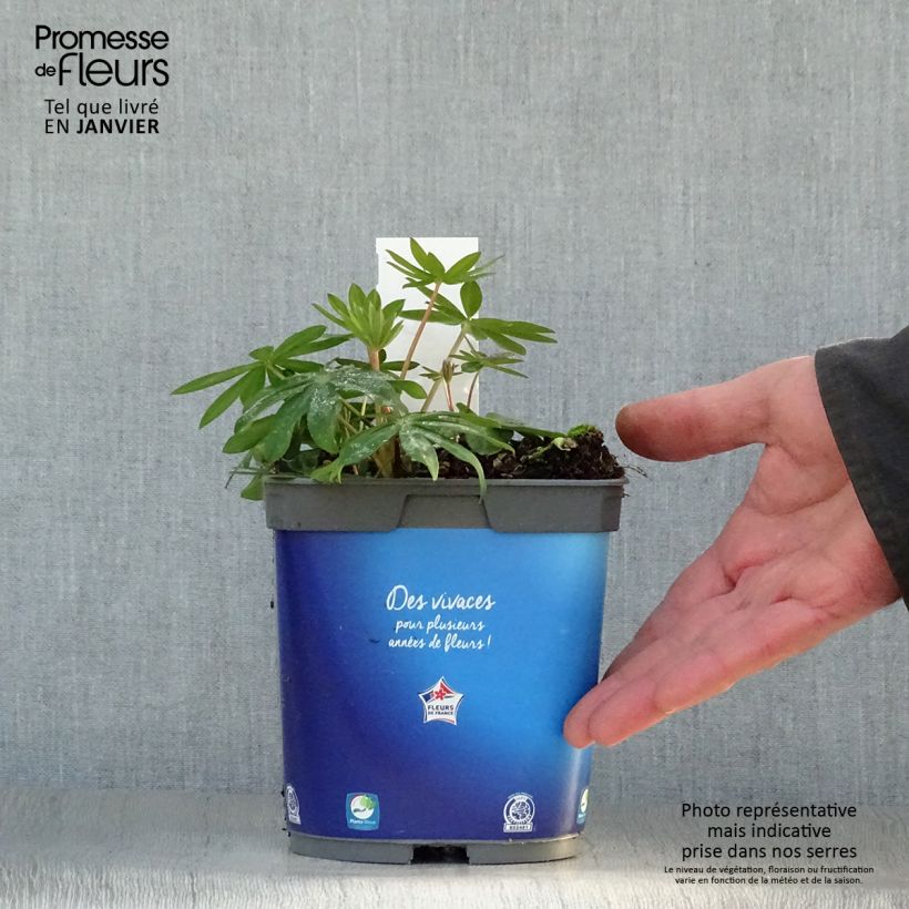Lupinus Gallery Blue 2L/3L pot sample as delivered in winter