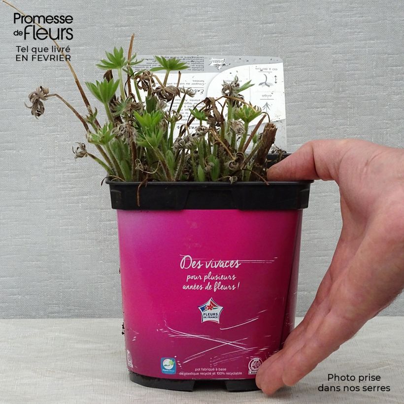 Lupinus Gallery Pink 2L/3L pot sample as delivered in winter