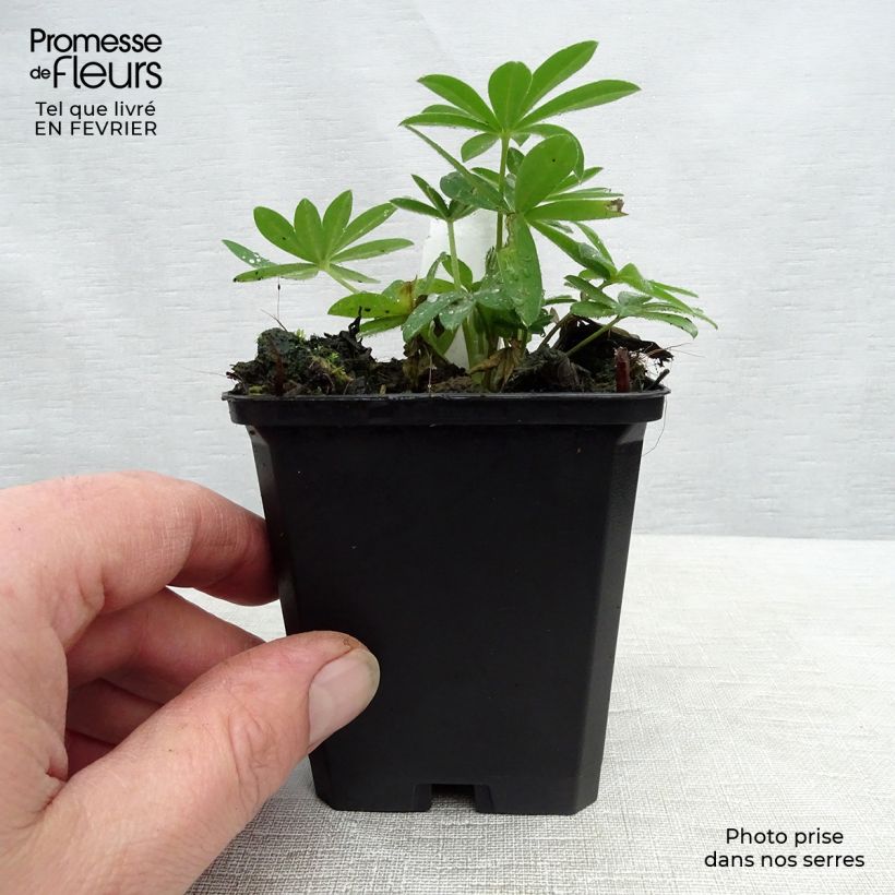 Lupinus Gallery Pink 8/9 cm pot sample as delivered in winter