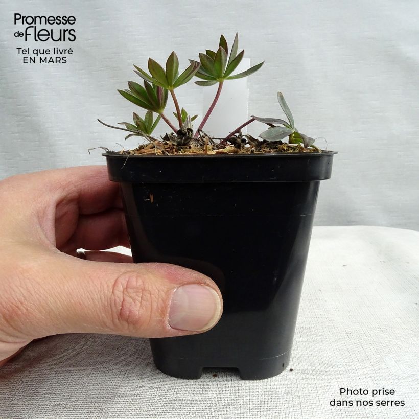 Lupinus Gallery Red 8/9 cm pot sample as delivered in winter