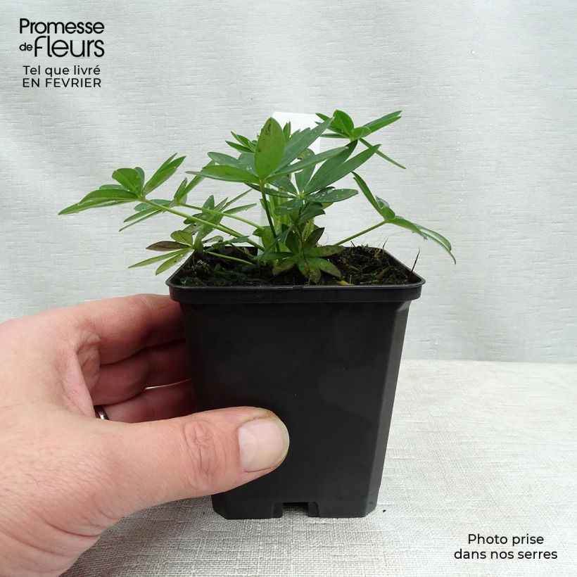 Lupinus Gallery Yellow 8/9 cm pot sample as delivered in winter