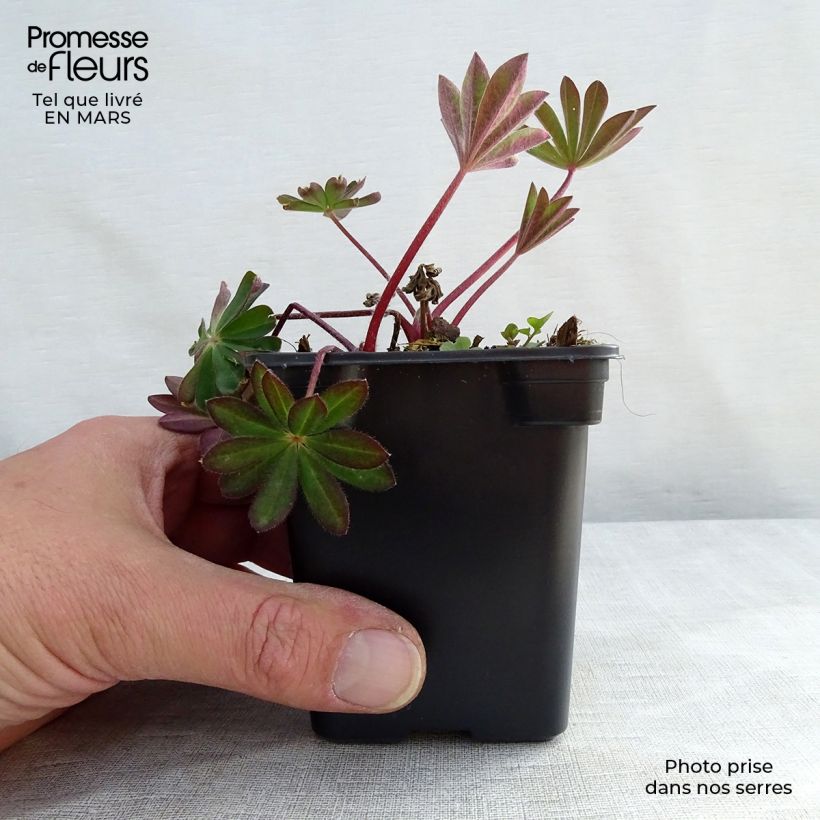 Lupinus polyphyllus The Chatelaine 7/8 cm pot sample as delivered in spring