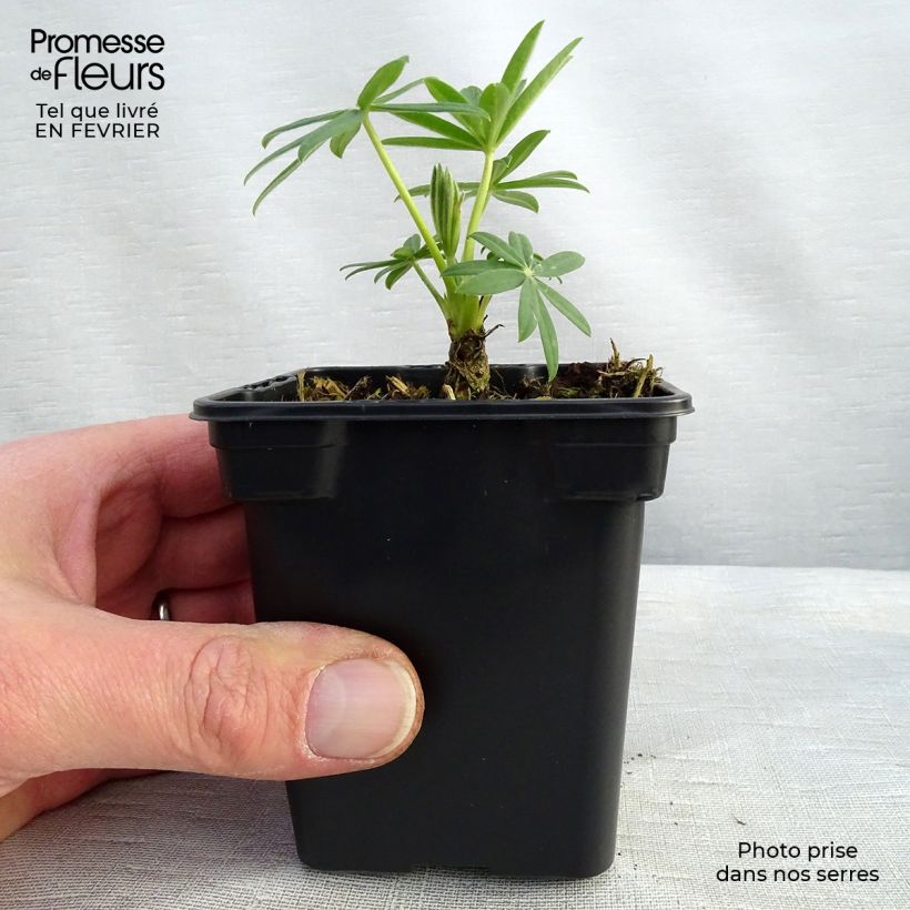 Lupinus polyphyllus Noblemaiden 7/8 cm pot sample as delivered in winter