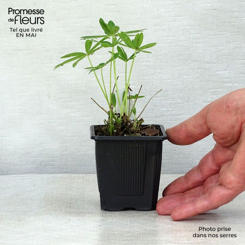 Lupinus polyphyllus Chandelier 7/8 cm pot sample as delivered in spring