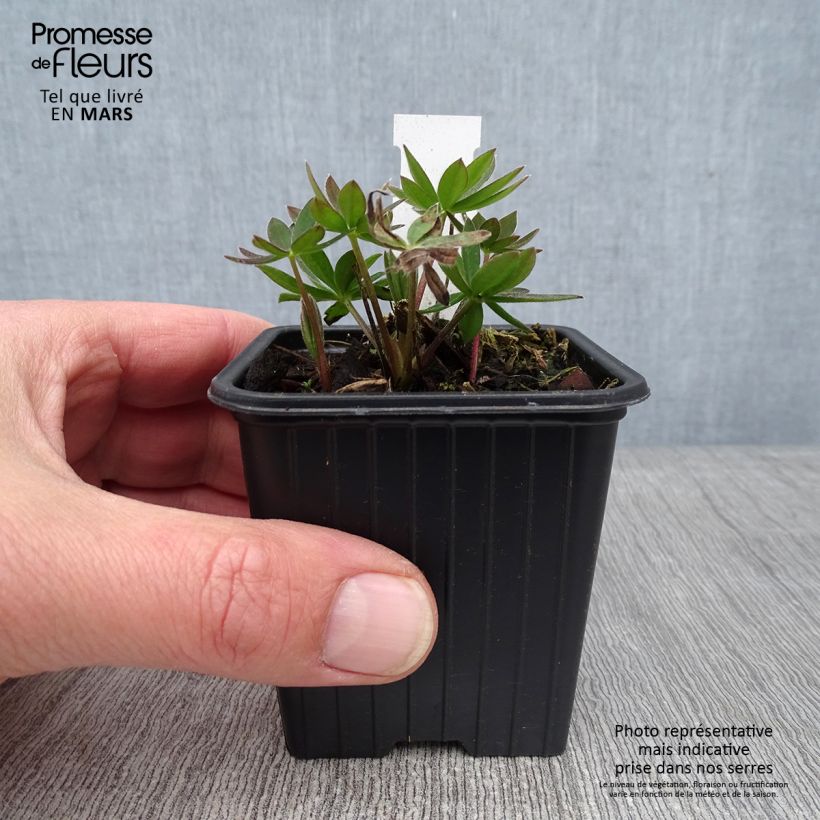 Lupinus polyphyllus Les Pages 8/9 cm pot sample as delivered in winter