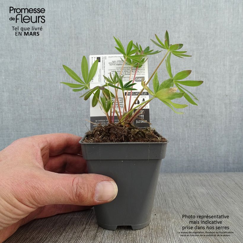 Lupinus polyphyllus Minaret 8/9 cm pot sample as delivered in winter