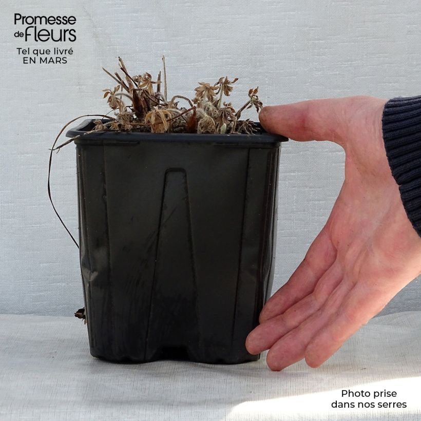 Lupinus polyphyllus My Castle 2L/3L pot sample as delivered in spring