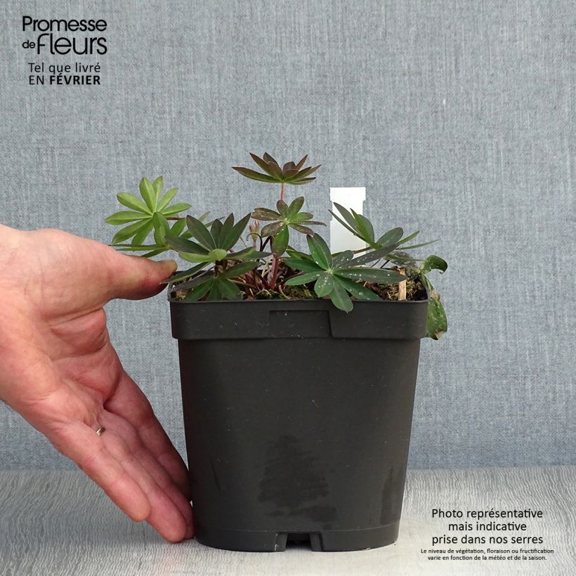Lupinus polyphyllus My Castle 2L/3L pot sample as delivered in winter