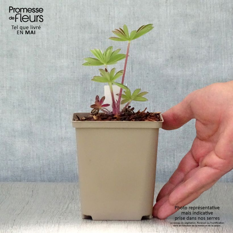 Lupinus polyphyllus West Country Persian Slipper 10cm/11cm pot sample as delivered in spring