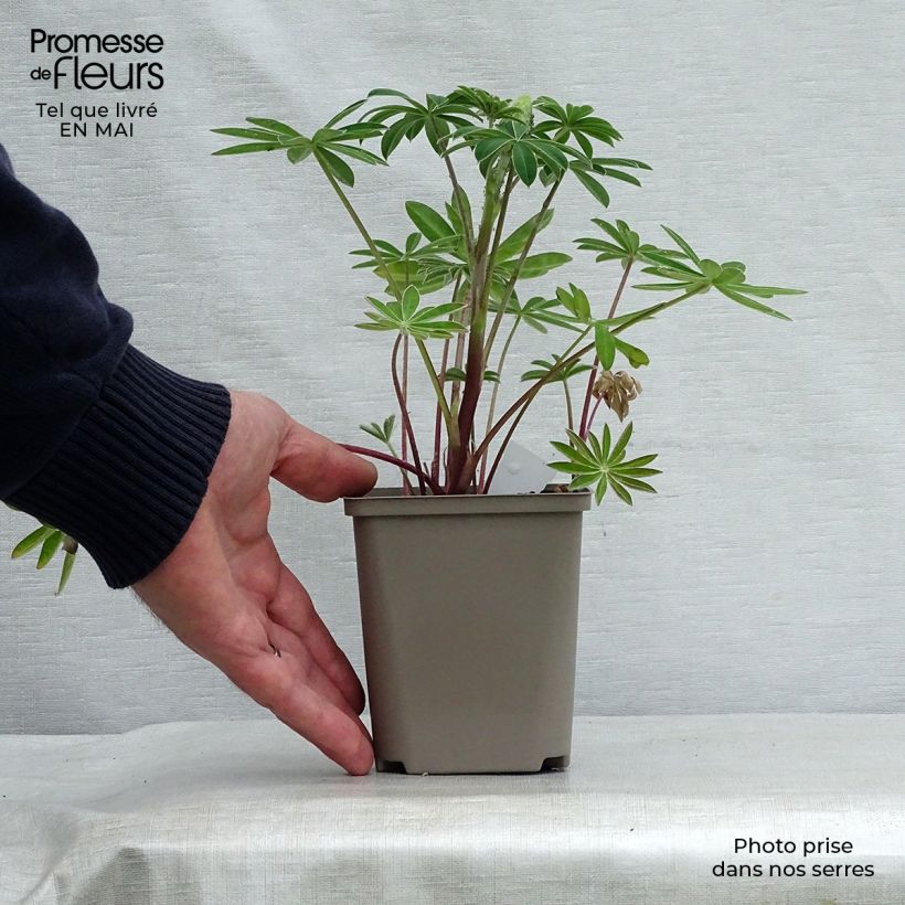 Lupinus polyphyllus West Country Red Rum 10cm/11cm pot sample as delivered in spring