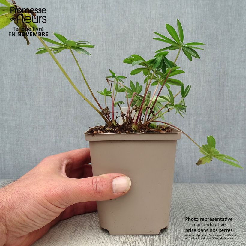 Lupinus polyphyllus West Country Tequila Flame 10cm/11cm pot sample as delivered in autumn