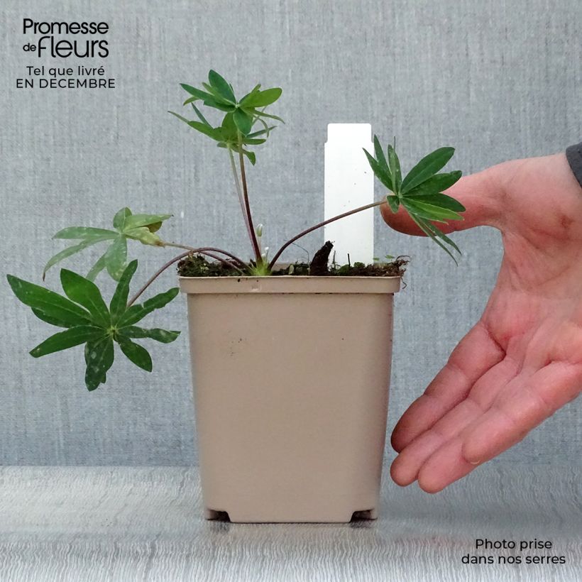 Lupinus polyphyllus West Country Tequila Flame 10cm/11cm pot sample as delivered in winter