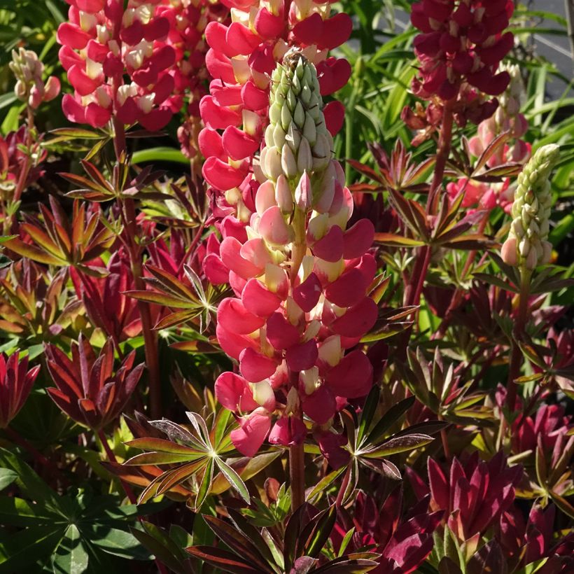 Lupinus polyphyllus West Country Tequila Flame (Flowering)