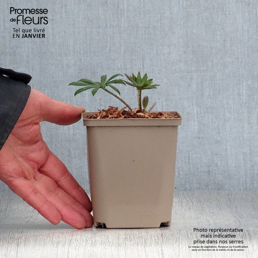 Lupinus polyphyllus West Country Terracotta 10cm/11cm pot sample as delivered in winter