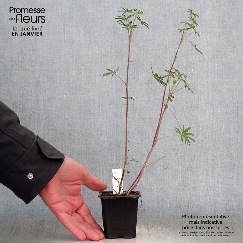 Lupinus arboreus 7/8 cm pot sample as delivered in winter